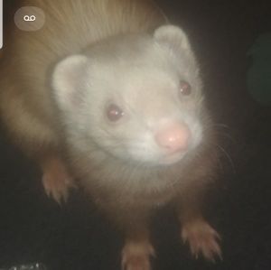 Meet your Posher, Shelbie